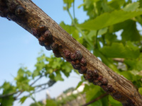 cocciniglia 