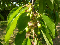 ingrossamento frutto