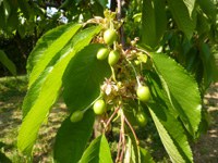 ingrossamento frutto