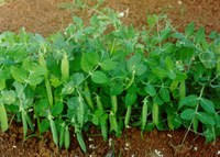 Coltivazione di piselli