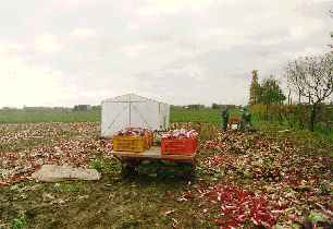 Raccolta di radicchio