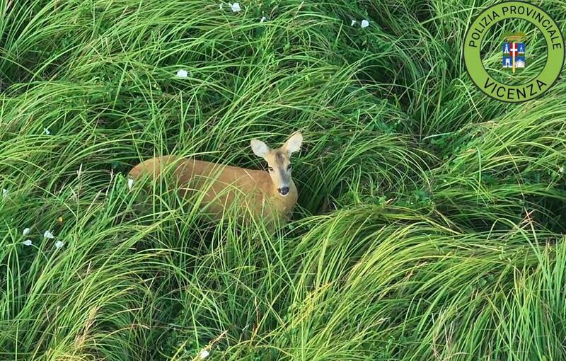 Polizia Provinciale di Vicenza: droni in volo a Villaverla per salvare i cuccioli di capriolo dallo sfalcio dei campi