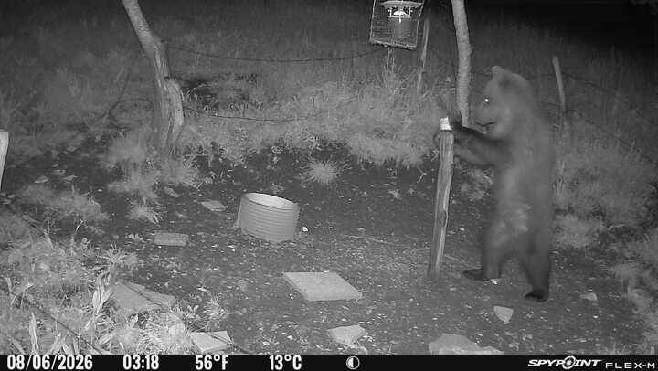 Orso nel vicentino: monitoraggio costante della Polizia Provinciale. In corso analisi sulle tracce biologiche 