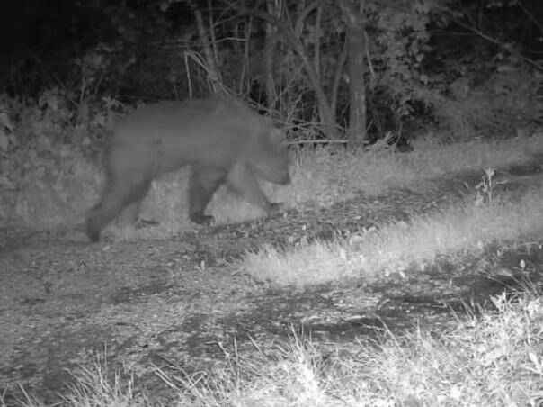 Altopiano di Asiago: la Polizia Provinciale di Vicenza monitora il passaggio di un giovane orso